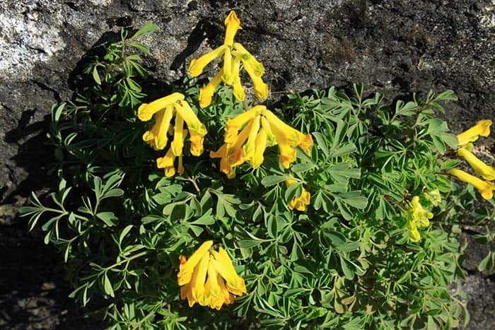 Corydalis (Corydalis lutea)