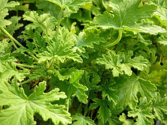 Citronella Geraniums