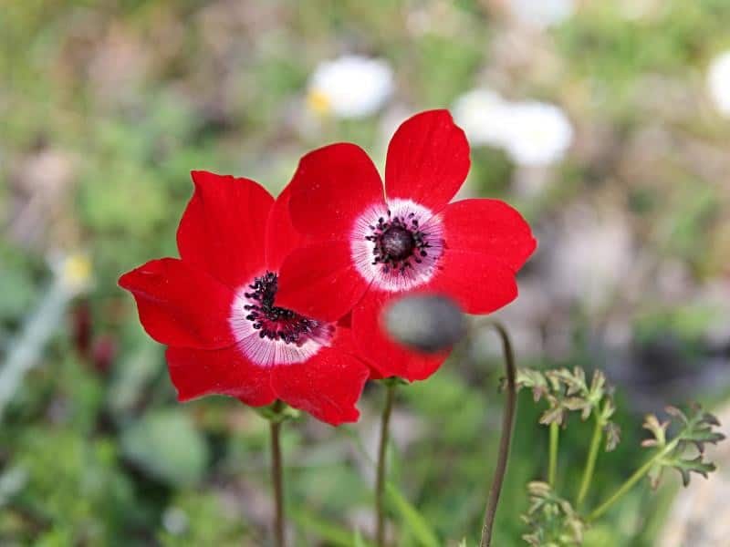 Red Anemone