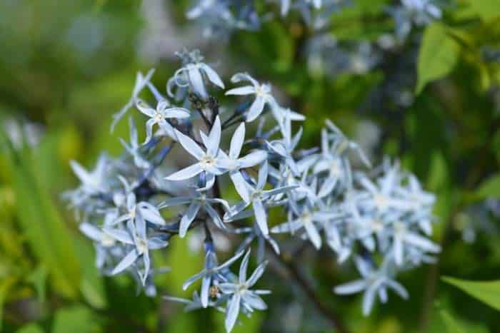 Blue Star ( Amsonia Tabernaemontana )