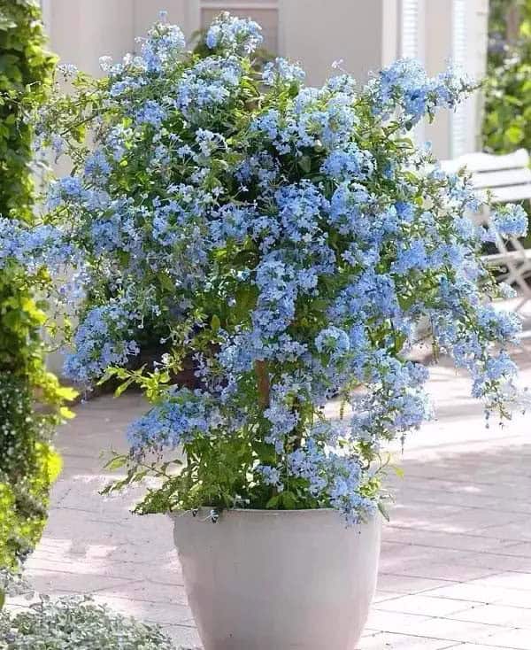 Plumbago