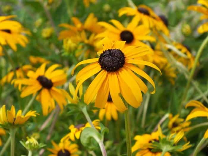 Black-eyed Susans