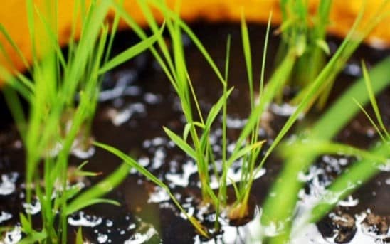 Grow Your Own Rice In A Bucket