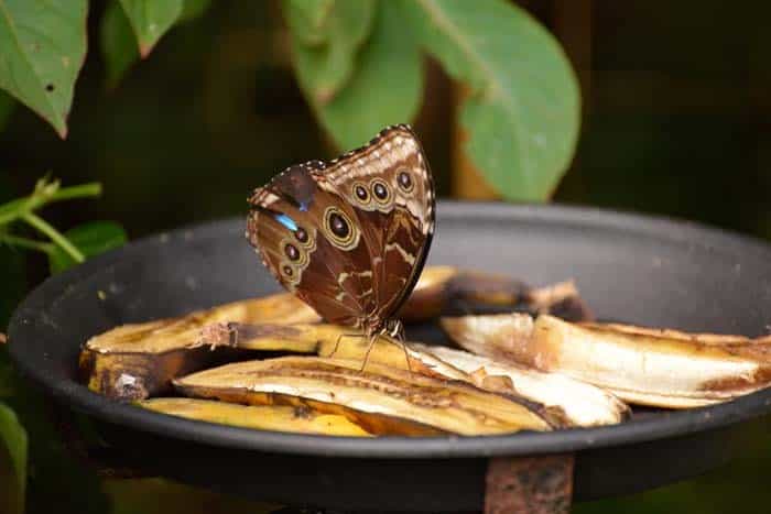 Attract Butterflies and Birds