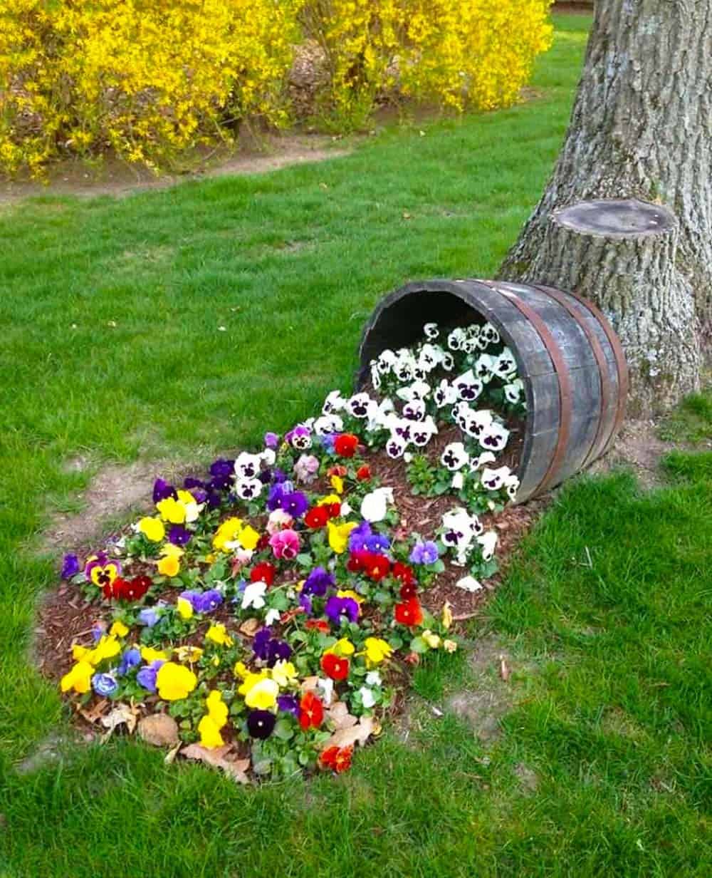 Barrel of Pansies