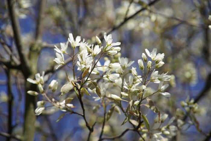 Serviceberry