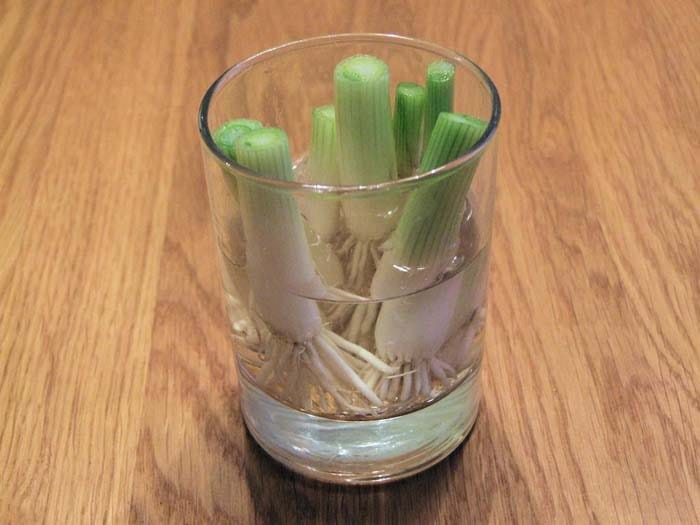 Green Onion