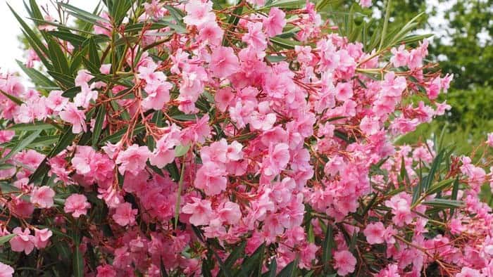 Oleander (Nerium Oleander)