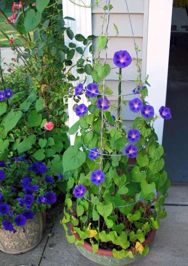 Morning Glory “Heavenly Blue”