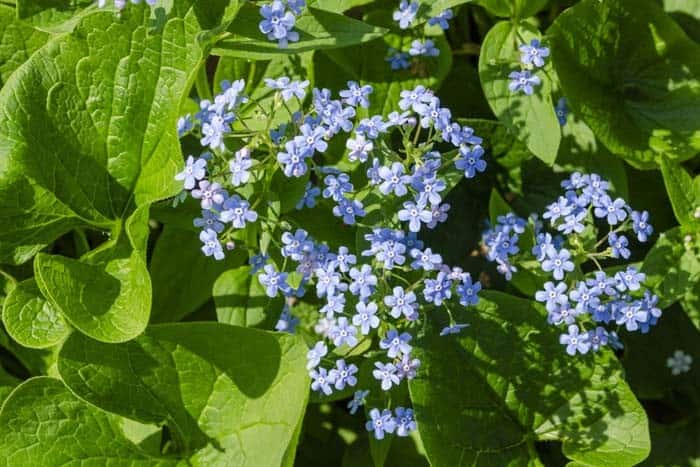 Siberian Bugloss