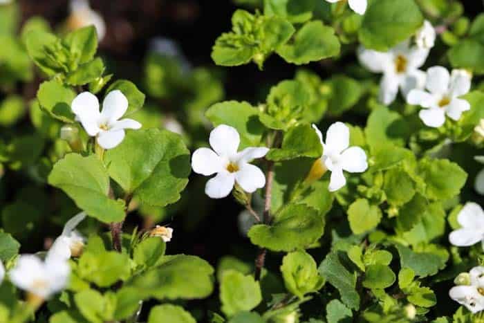 Waterhyssop ( Bacopa Monnieri )