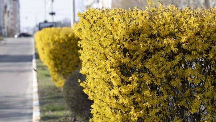 Stunningly Brilliant Forsythia