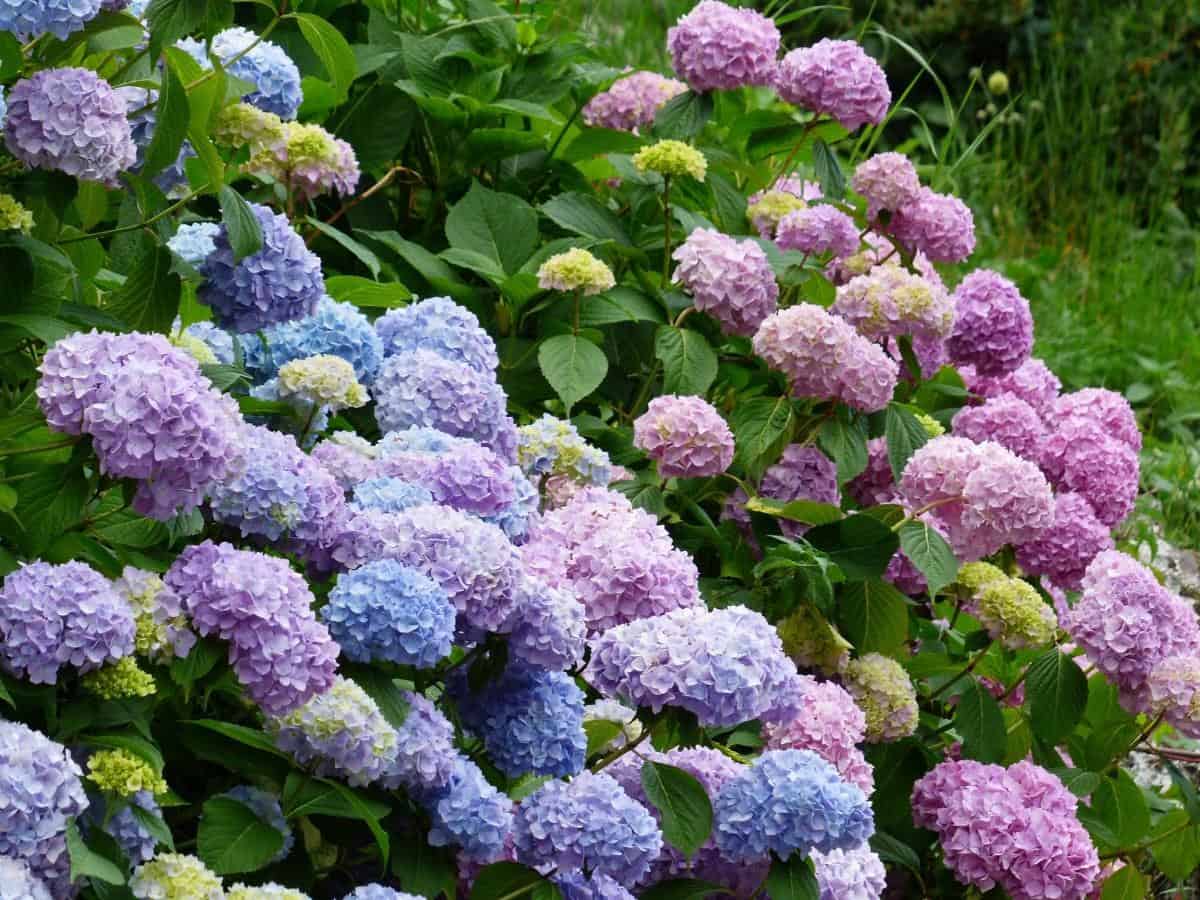 Hydrangea