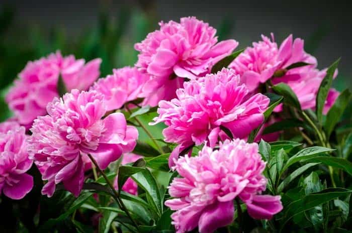 Peony ( Paeonia )