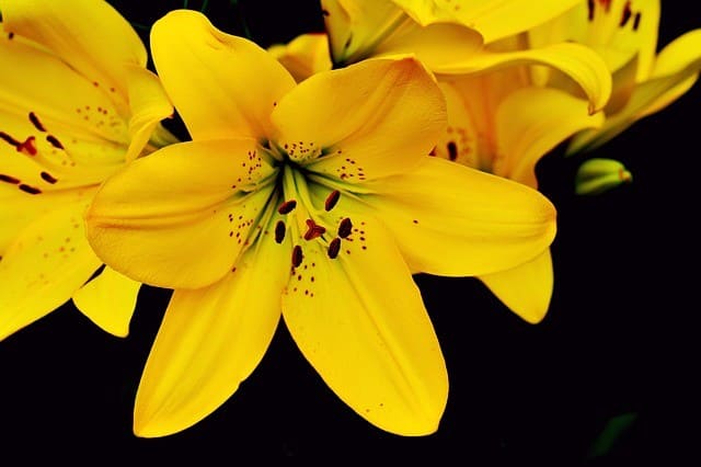 Yellow Lily