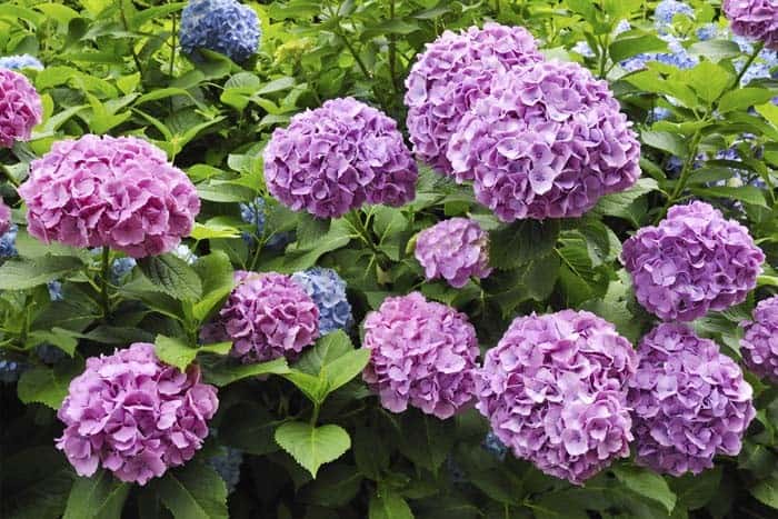 Hydrangea (Hydrangea spp.)