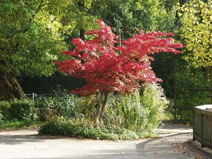 Japanese Maple