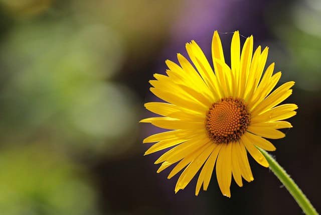 Yellow Daisy