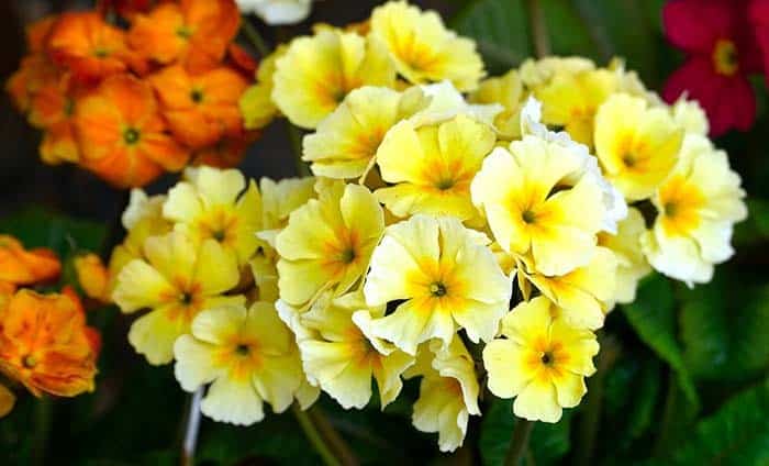 Primrose (Primula spp.)