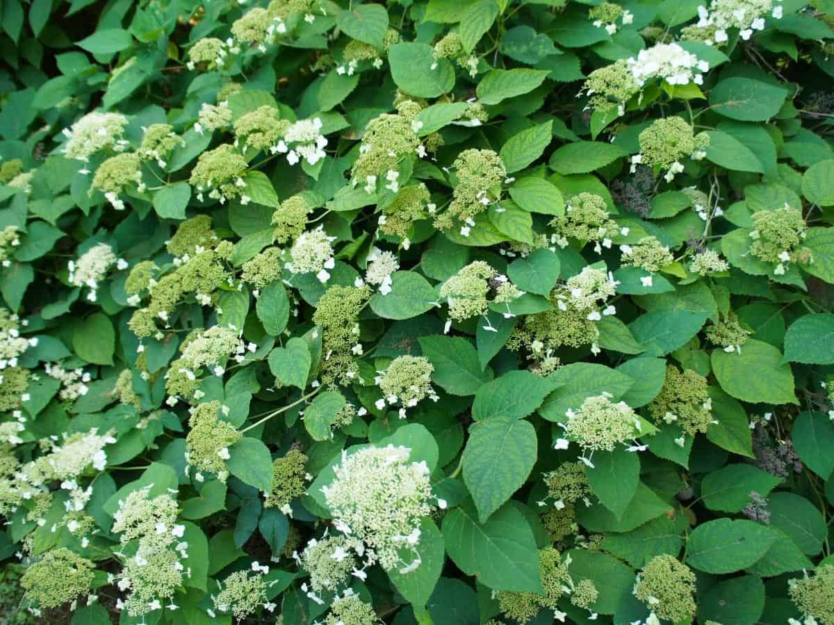 Climbing Hydrangea