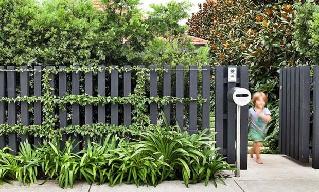 Picket Fence And Vines