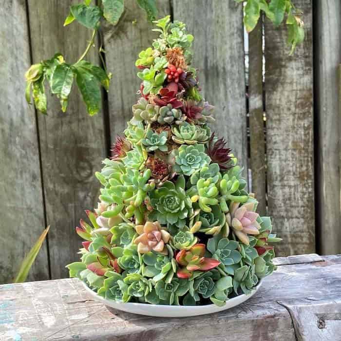 Get into the Festive Spirit with a Magical Succulent Tree