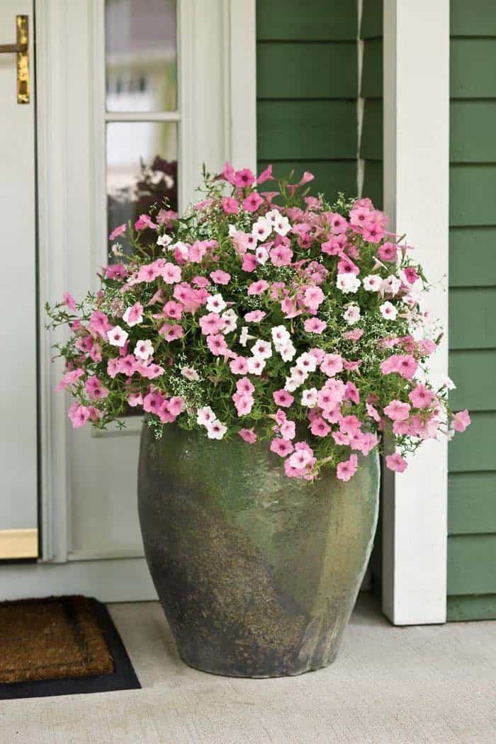 Enhance Your Curb Appeal with Clay Pot and Colorful Petunias