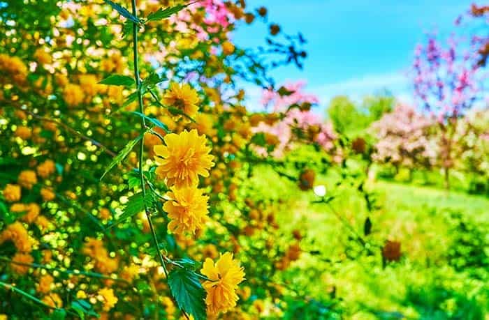 Japanese Rose (Kerria japonica)