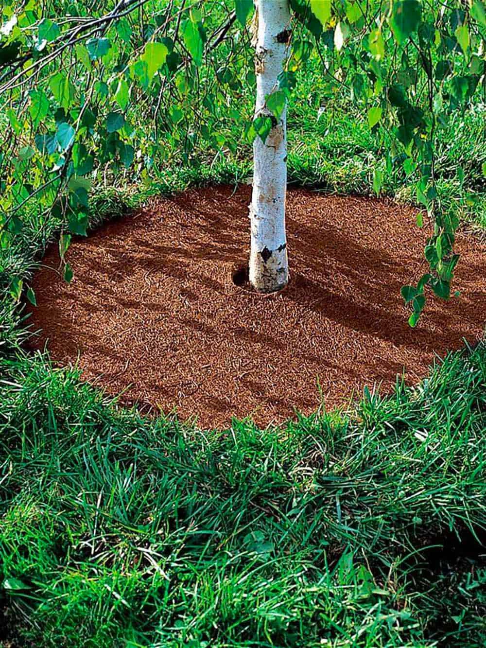 Mulched Tree Sanctuary