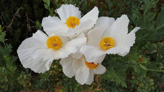 Romneya (Matilija Poppies)