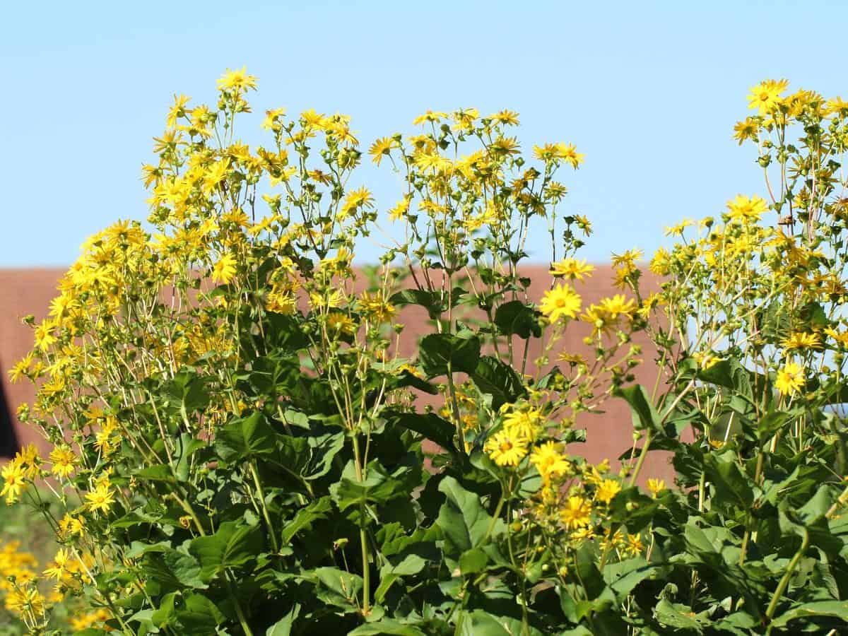 Compass Plant