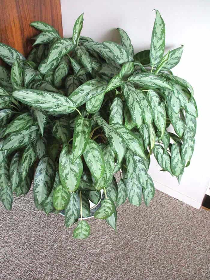 Silver Plant Aglaonema