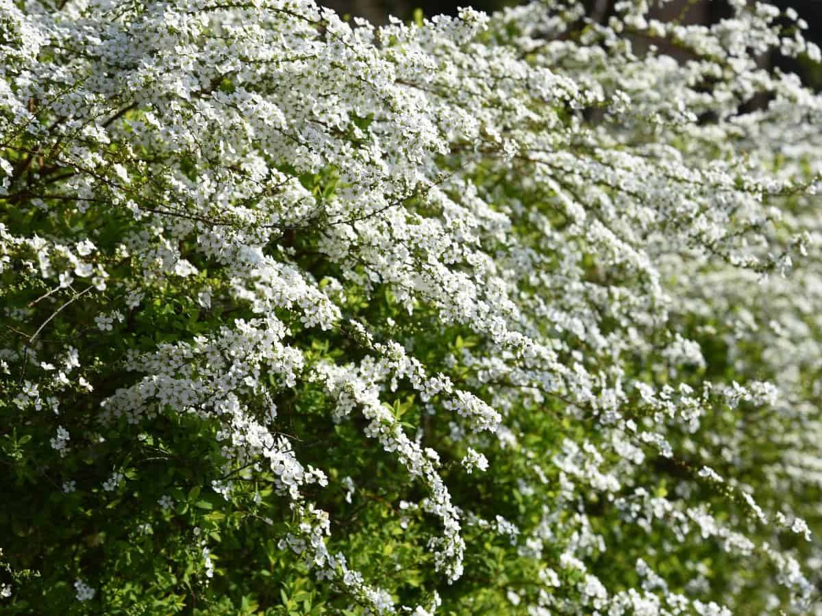 Spirea