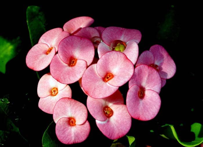 Crown of Thorns (Euphorbia Milii)