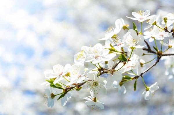 Flowering Crabapple