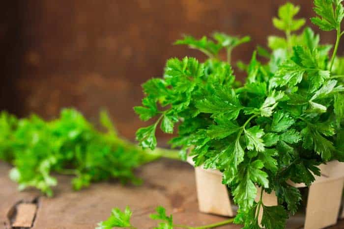 Parsley (Biennial)