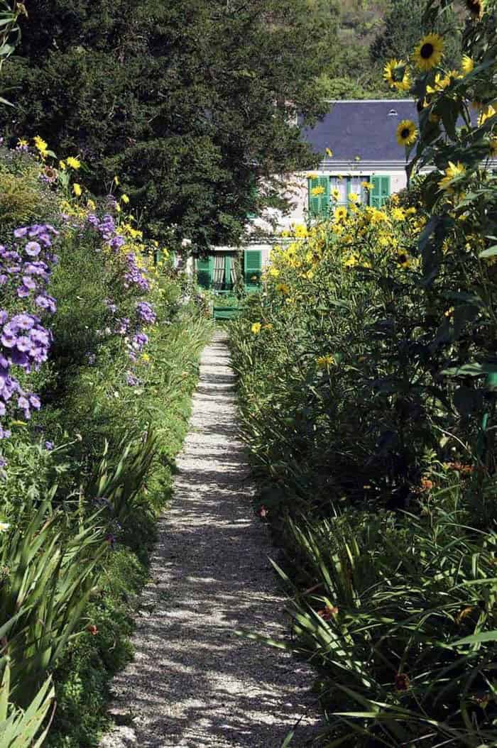 Tall Sunflowers Edge A Charming Garden Path