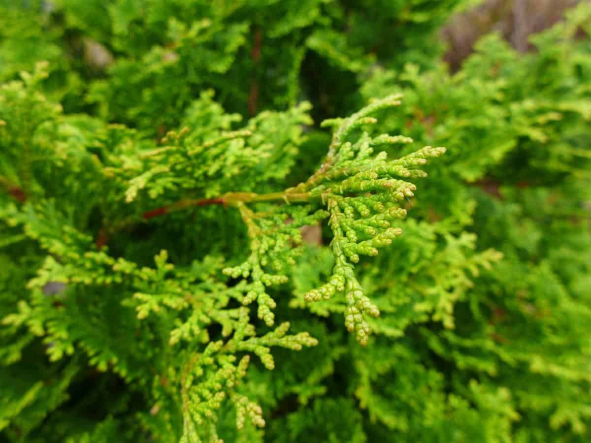 Arborvitae