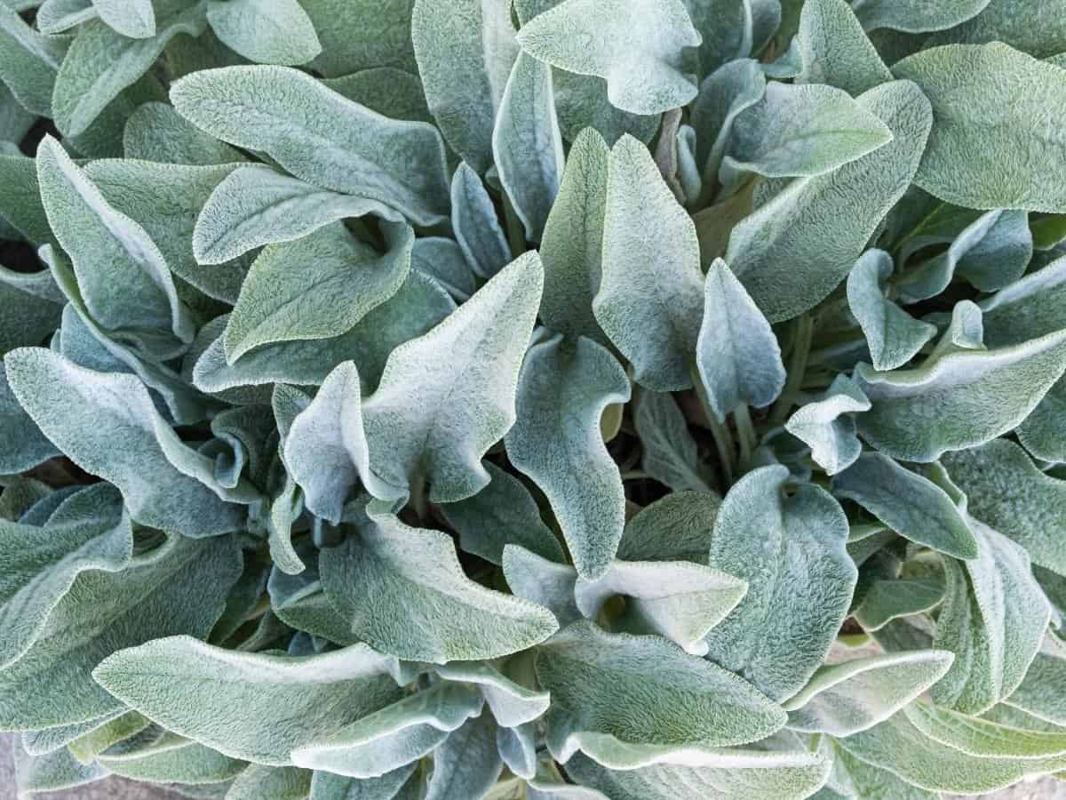 Lamb’s Ear (Stachys byzantina)