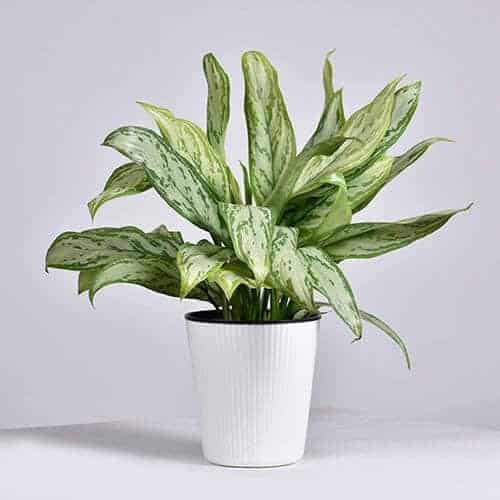 Silver King Houseplant