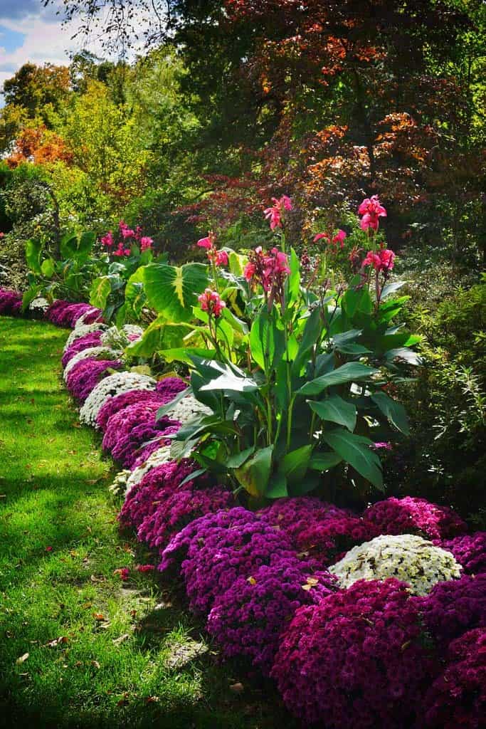 Mums Bring the Color to a Layered Landscape