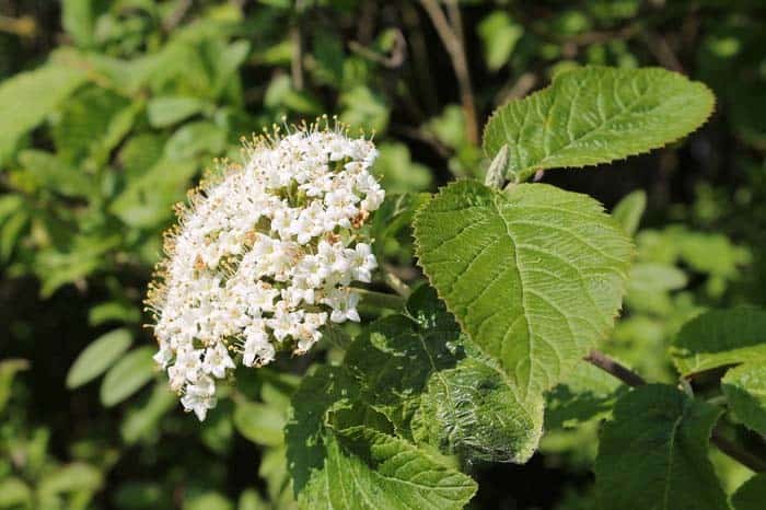 Elderberry (Sambucus nigra)