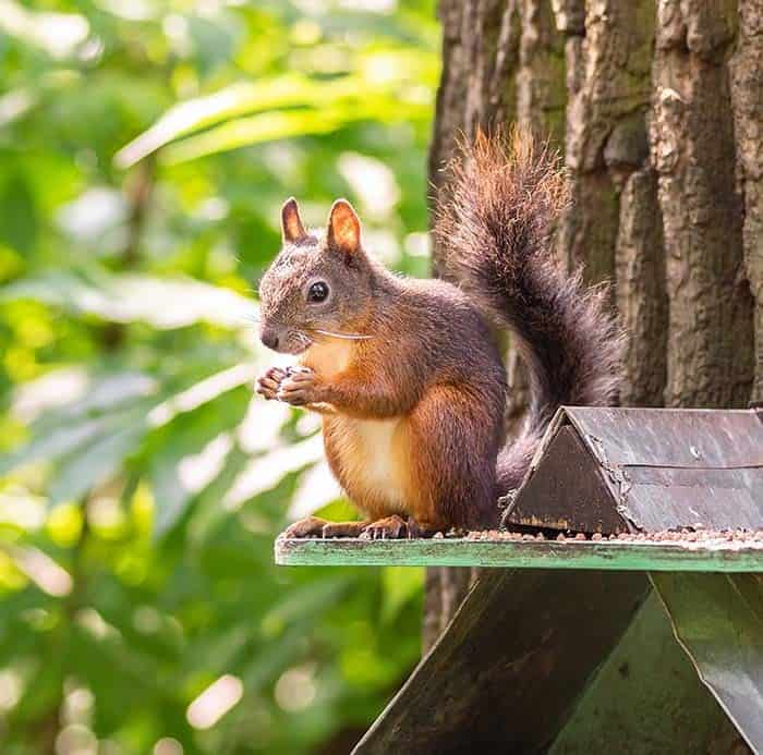 Keep Squirrels Away from Bird Feeders