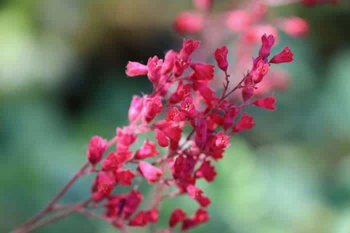 Heuchera (Coral Bells)