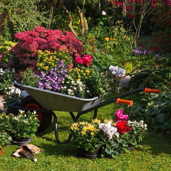 Wheelbarrows Add Height to Your Garden