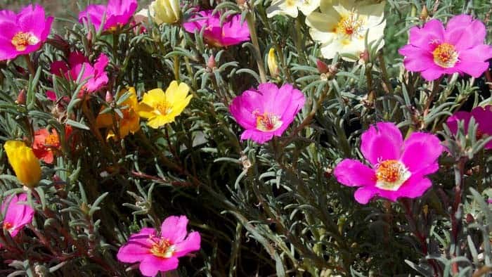 Purslane (Portulaca)