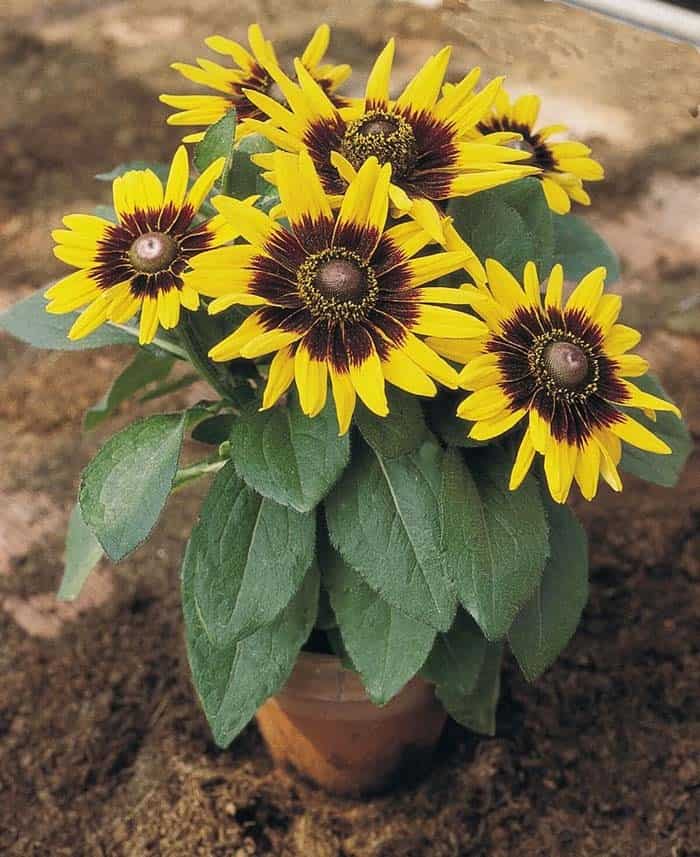 Black-Eyed Susan