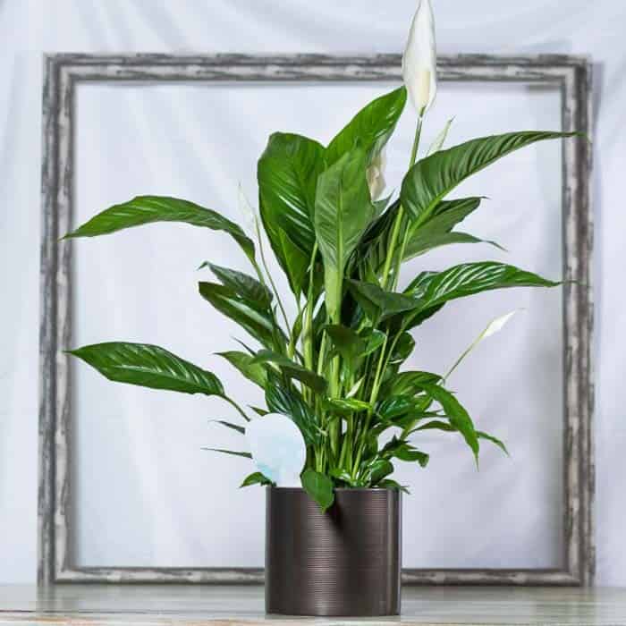 Peace Lily