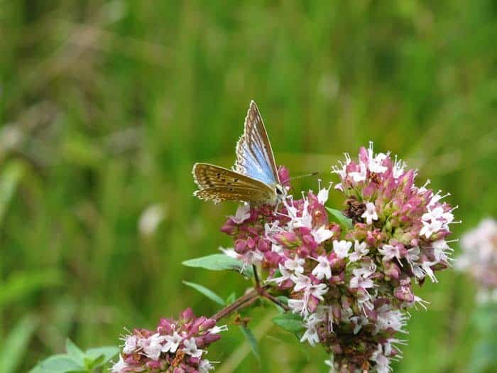 Oregano (Oreganum vulgare)