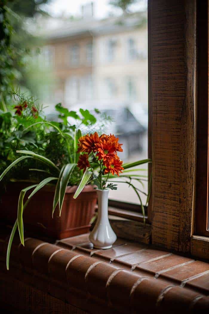 Grow Gerbera Daisies Indoors on the Windowsill